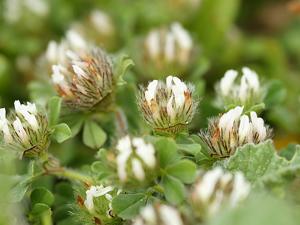 Trifolium cherleri