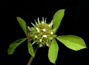 utils/thumbs/Fabaceae/Trifolium_MXHQ76qi5CEyW2K9t6R57C.jpg