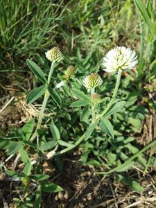 Trifolium montanum