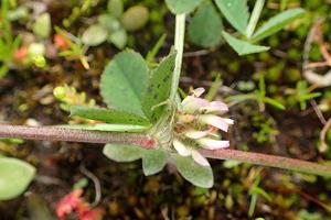 Trifolium scabrum
