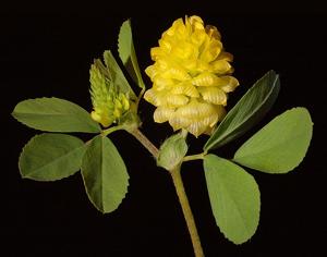 Trifolium campestre