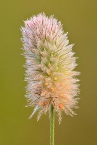 Trifolium arvense