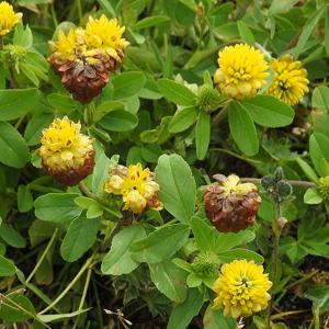 Trifolium badium