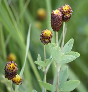 Trifolium spadiceum