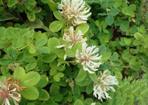 Trifolium pignantii