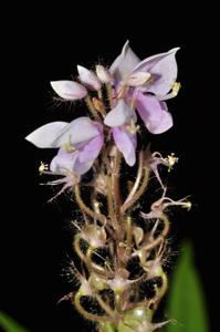Uraria picta