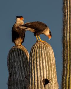 Caracara plancus