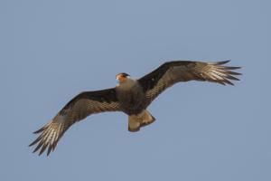 Caracara plancus
