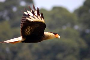 Caracara plancus