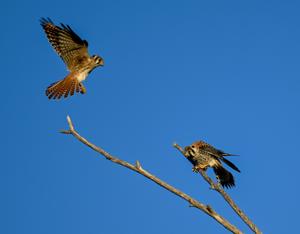 Falco sparverius