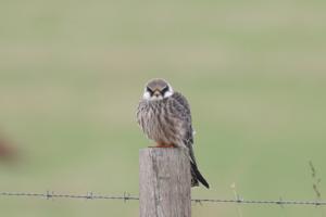 Falco vespertinus