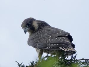 Falco peregrinus