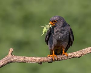 Falco vespertinus