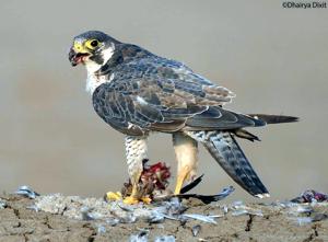 Falco peregrinus