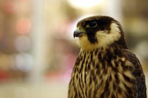 Falco subbuteo