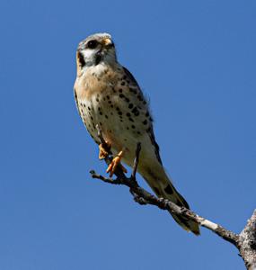 Falco sparverius