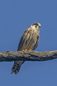 Falco vespertinus