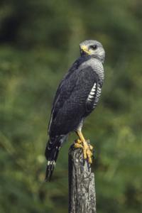 Micrastur ruficollis