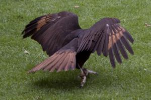 Phalcoboenus australis
