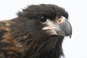 Phalcoboenus australis