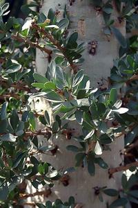 utils/thumbs/Fouquieriaceae/Fouquieria_6bRbb2HXff2BeTCdo7KRif.jpg