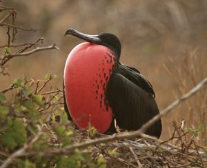 utils/thumbs/Fregatidae/Fregata_LYdHsHmHNXQ6xDV6WN5mfR.jpg