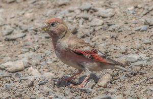 Bucanetes mongolicus