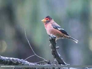 Callacanthis burtoni