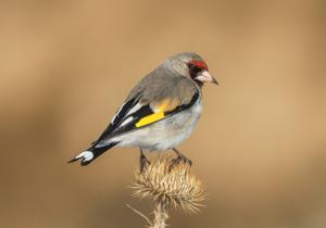 Carduelis carduelis paropanisi