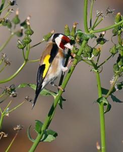 Carduelis carduelis
