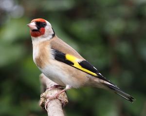 Carduelis carduelis