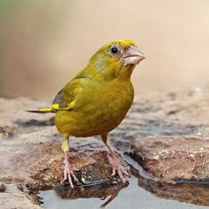 Chloris chloris voousi