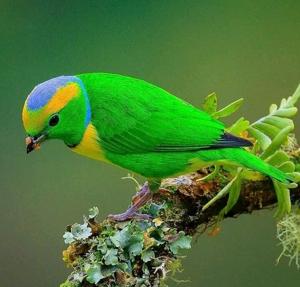 Chlorophonia callophrys