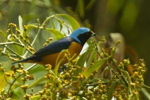 Chlorophonia elegantissima