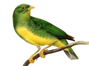 utils/thumbs/Fringillidae/Chlorophonia_7FyoFmopZBPjdgHiEXdHLN.jpg
