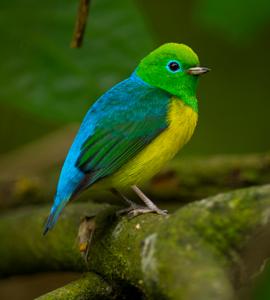 Chlorophonia cyanea