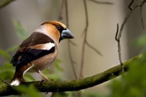 Coccothraustes coccothraustes