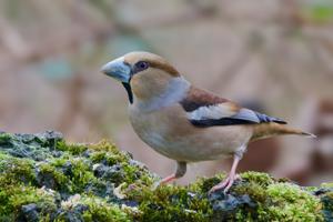 Coccothraustes coccothraustes