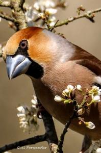 Coccothraustes coccothraustes