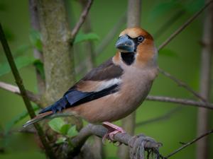 Coccothraustes coccothraustes
