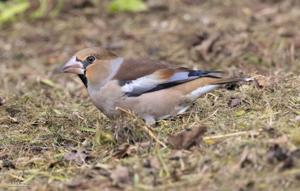 Coccothraustes coccothraustes