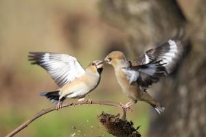 Coccothraustes coccothraustes