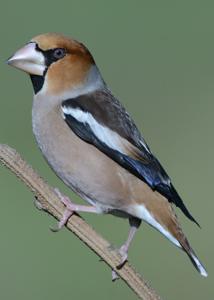Coccothraustes coccothraustes