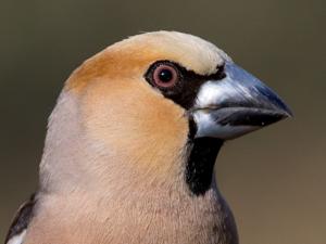 Coccothraustes coccothraustes