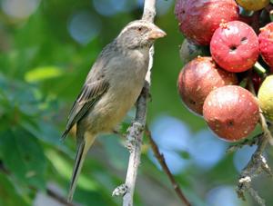 Crithagra gularis humilis