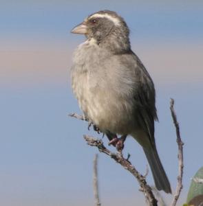 Crithagra gularis humilis