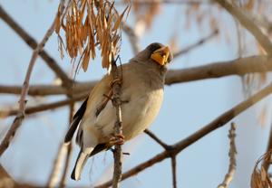 Eophona migratoria