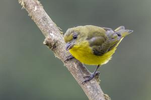 Euphonia laniirostris melanura