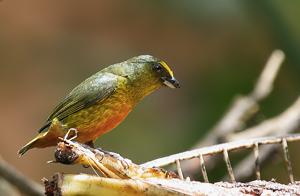 Euphonia gouldi