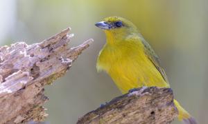 Euphonia luteicapilla